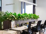 Растения в офисе: огромная польза и никакого вреда!